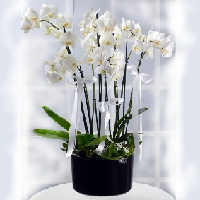 8 VIP Orchids 