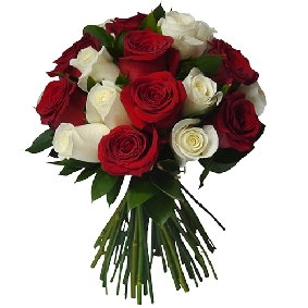15 red and white roses