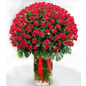 151 rote Rosen in einer Vase