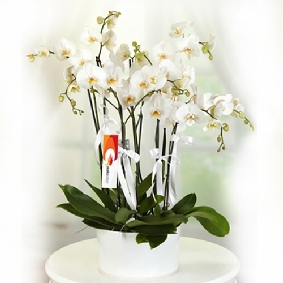 6 Verzweigte weißen Phalaenopsis