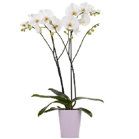 Phalanopsis Orkide 2 çiçekli