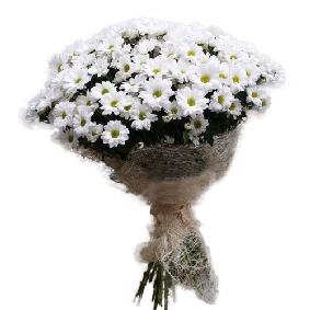 White Chrysanthemen-Strauß