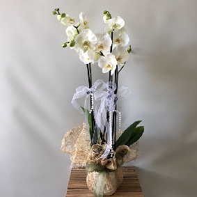 3 Dallı Orkide Beyaz